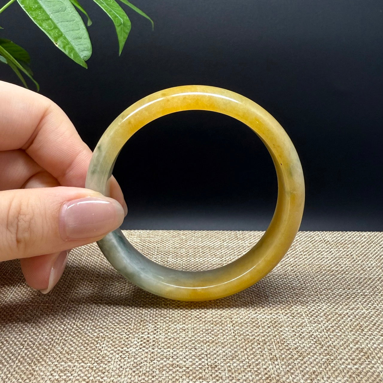 Genuine Burmese Yellow Green Jade Jadeite Bangle Bracelet ( 55.8mm )