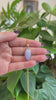 RealJade® Co. 14K Gold Natural Lavender Burmese Jadeite Cabochon Necklace